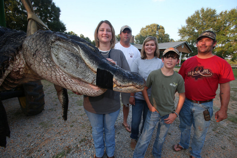 Illustration for article titled The Largest Alligator Ever Caught